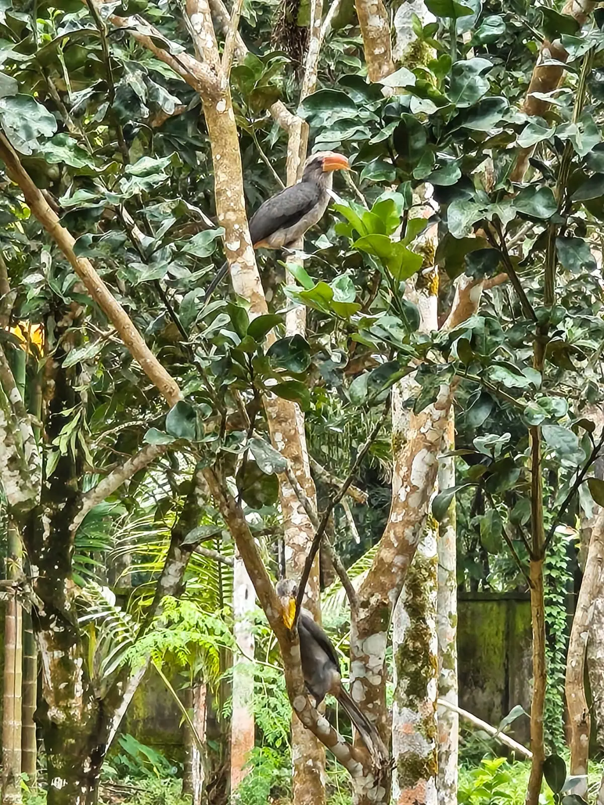 Malabar grey hornbills perched among the branches of trees at Nyra Thottam