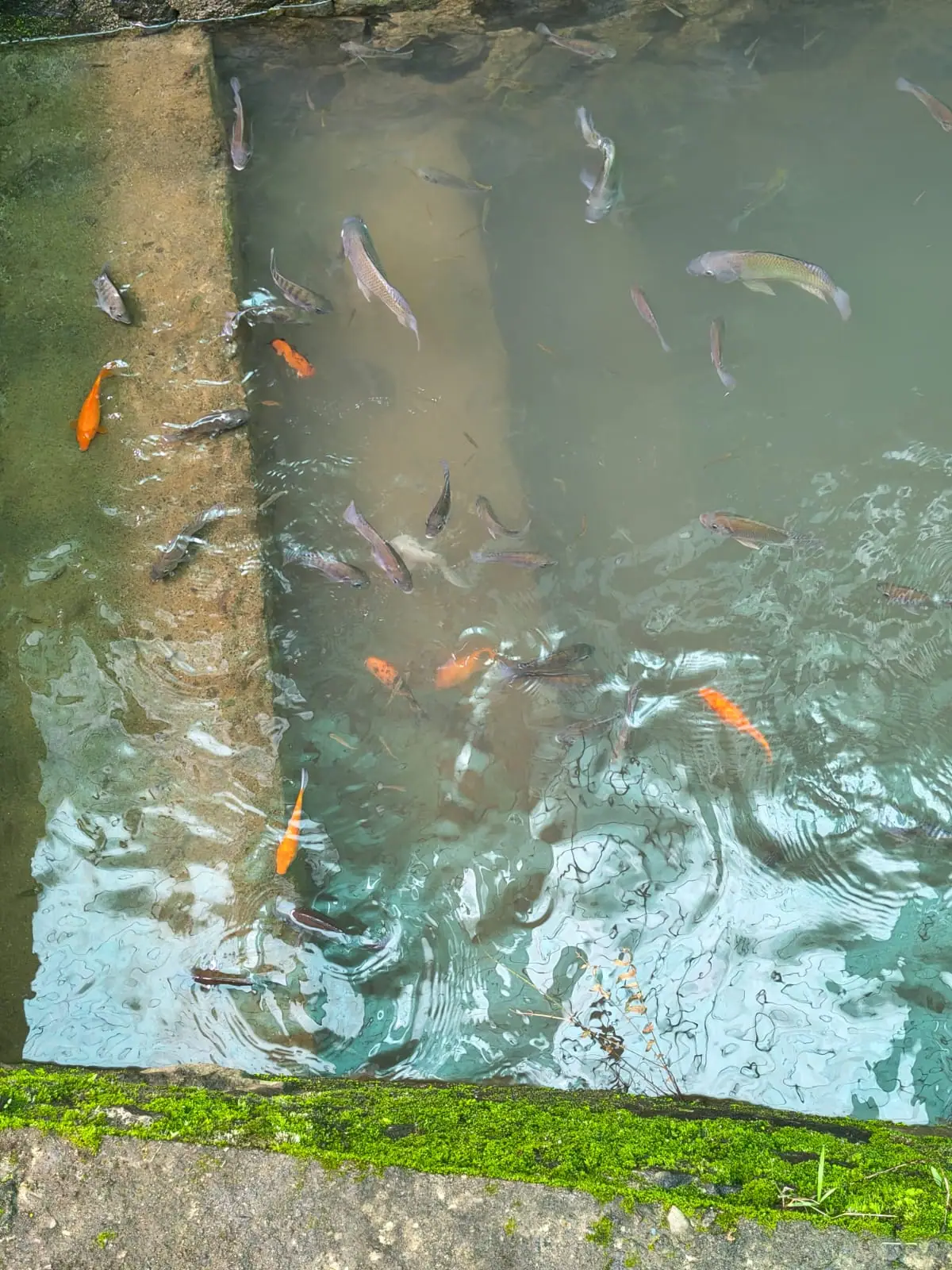 Fish pond at Nyra Thottam with orange and silver fish gliding through clear water