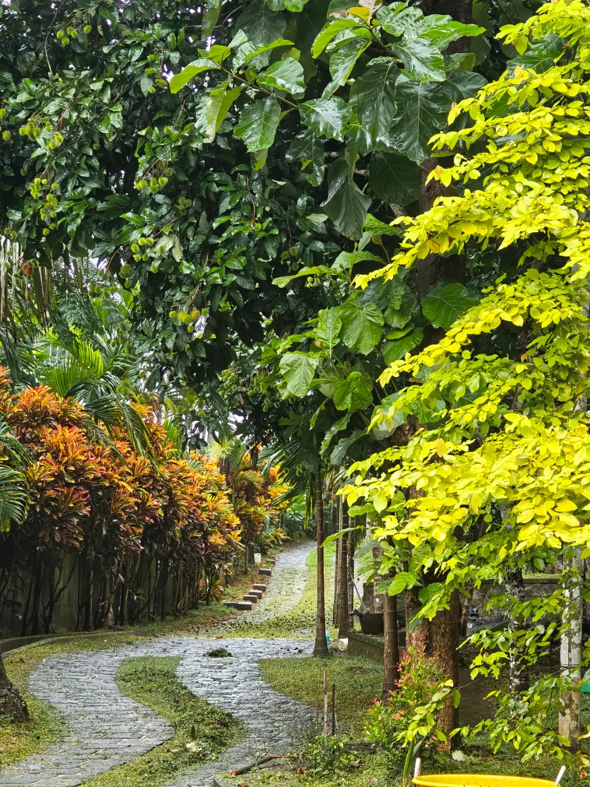 Winding cobbled pathway at Nyra Thottam lined with colourful crotons beneath a rambutan tree